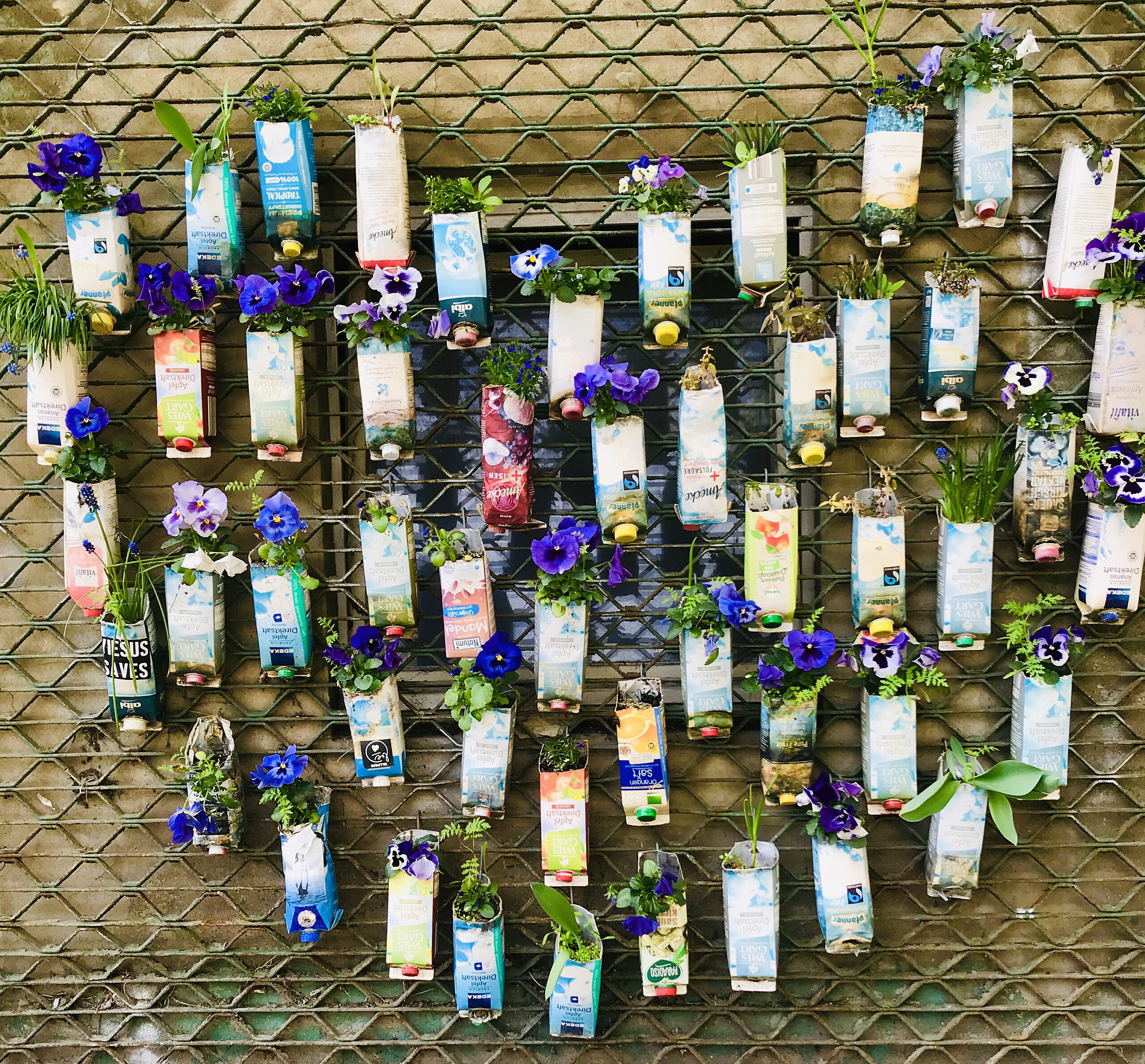 Der mongolische Halbzwilling