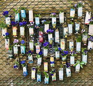 Der mongolische Halbzwilling